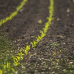 Ayudas de agricultura ecológica en Castilla y León siguen sin llegar a miles de explotaciones