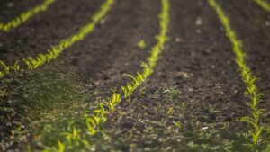 Ayudas de agricultura ecológica en Castilla y León siguen sin llegar a miles de explotaciones