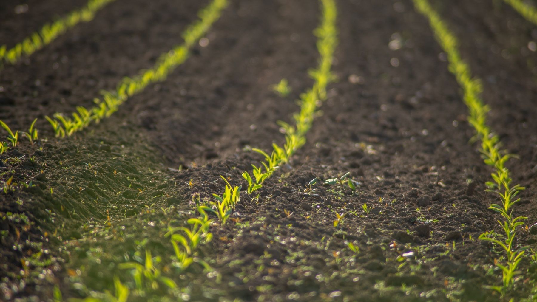 Ayudas de agricultura ecológica en Castilla y León siguen sin llegar a miles de explotaciones