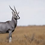 Científicos de EEUU revelan que están trabajando para revivir animales extinguidos hace 200 años como el lobo gigante o el mamut para revertir la «extinción de la que somos responsables»