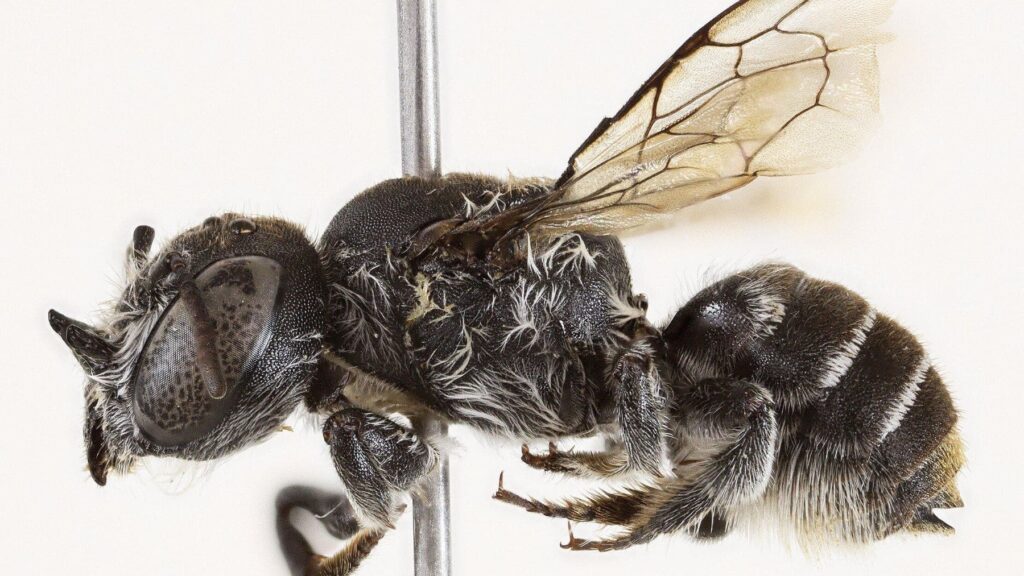Científicos encuentran en Australia una extraña especie de abeja con cuernos que da tanto miedo que ya la han bautizado como 'Lucifer'
