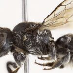 Científicos encuentran en Australia una extraña especie de abeja con cuernos que da tanto miedo que ya la han bautizado como ‘Lucifer’