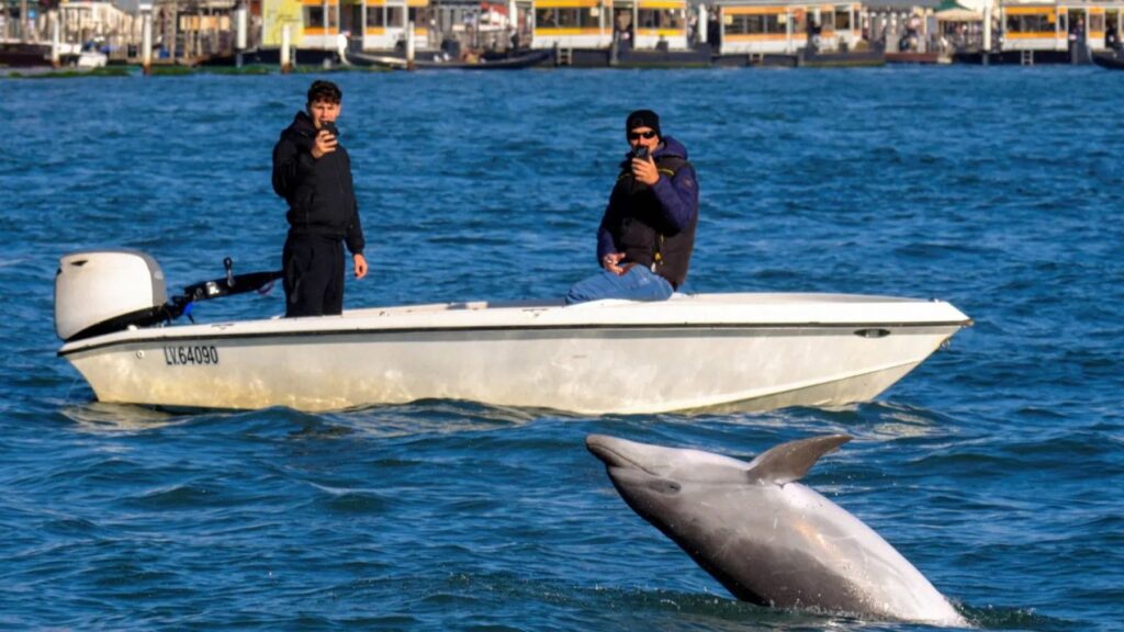 Desde hace un año un delfín solitario nada por las aguas de Venecia, ahora las autoridades piden protegerlo y señalan a los turistas: prohibido gritarle, alimentarle o hacerse selfies con él