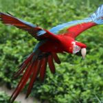 Después de 200 años desaparecida por la deforestación masiva, los científicos celebran el nacimiento de una cría de Guacamaya roja en la Mata Atlántica