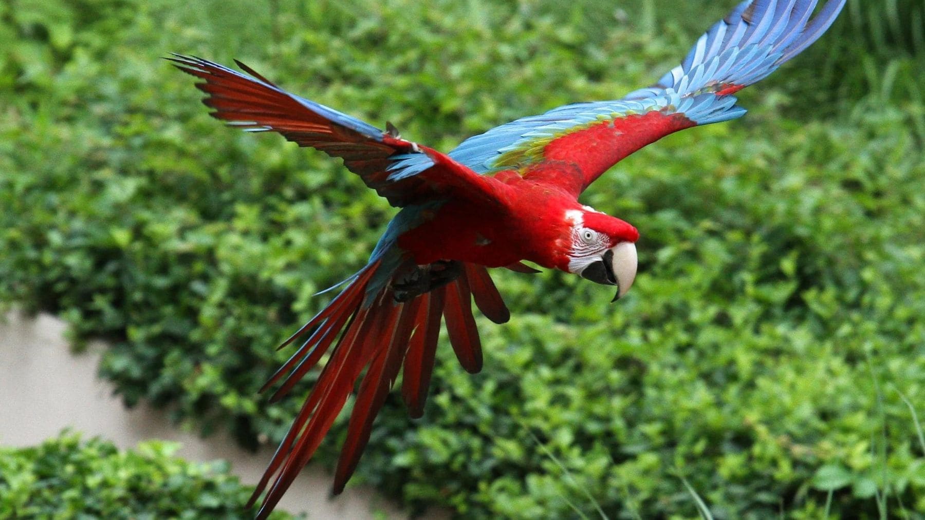 Después de 200 años desaparecida por la deforestación masiva, los científicos celebran el nacimiento de una cría de Guacamaya roja en la Mata Atlántica