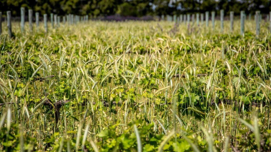 El Plan Estratégico de la Producción Ecológica 2026-2030 quiere convertir Baleares en referente ecológico del Mediterráneo