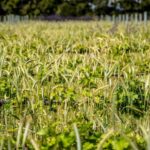 El Plan Estratégico de la Producción Ecológica 2026-2030 quiere convertir Baleares en referente ecológico del Mediterráneo