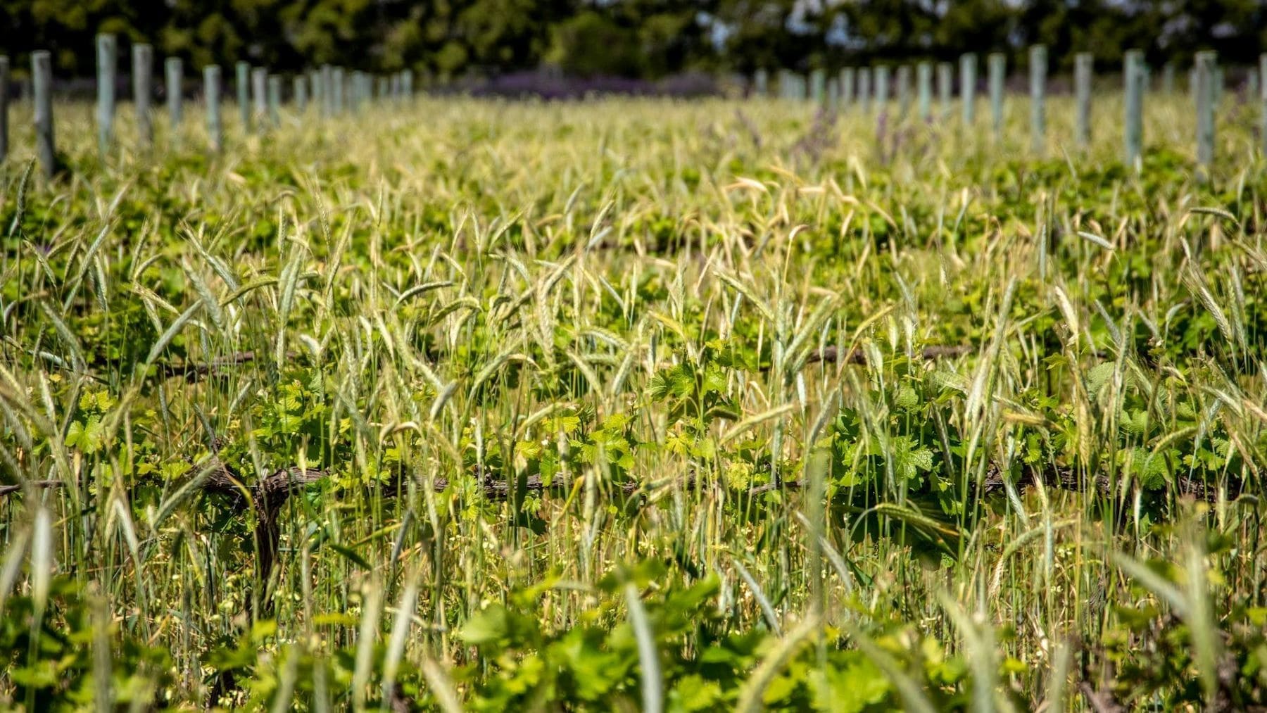 El Plan Estratégico de la Producción Ecológica 2026-2030 quiere convertir Baleares en referente ecológico del Mediterráneo