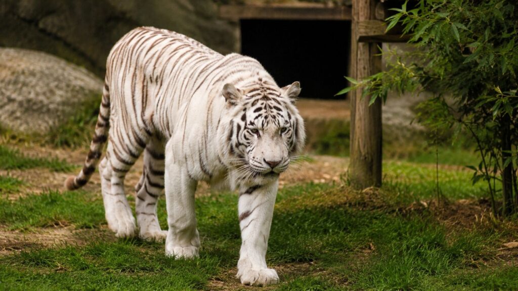 España y Portugal se alían y sellan un acuerdo histórico: el último tigre de circo de Portugal ya es libre tras vivir 16 años encerrado en una jaula de 9m2