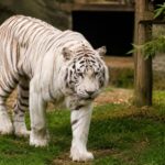 España y Portugal se alían y sellan un acuerdo histórico: el último tigre de circo de Portugal ya es libre tras vivir 16 años encerrado en una jaula de 9m2