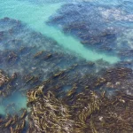 Estudio inédito revela cómo cambian los bosques de huiro a lo largo de la costa del país