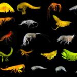 Exploran el océano a 5.000 metros de profundidad y encuentran una nueva rama de la vida desconocida hasta ahora para la ciencia