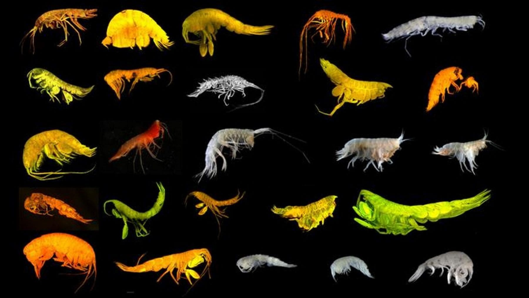 Exploran el océano a 5.000 metros de profundidad y encuentran una nueva rama de la vida desconocida hasta ahora para la ciencia