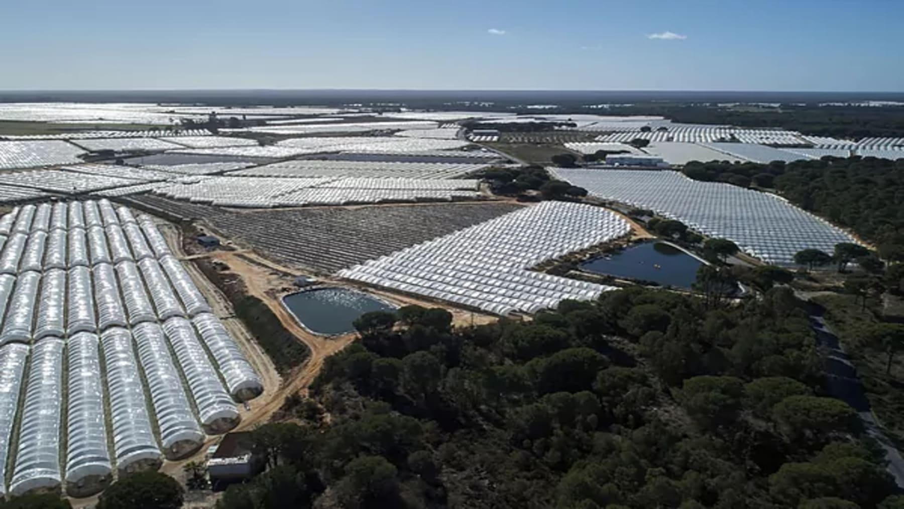 FARO Doñana agricultura sostenible: así impulsa WWF un nuevo modelo agrario en Andalucía