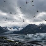 Hasta ahora era uno de los pocos países del mundo sin mosquitos pero los científicos han confirmado el fin de una era y ahora el desafío es gigante