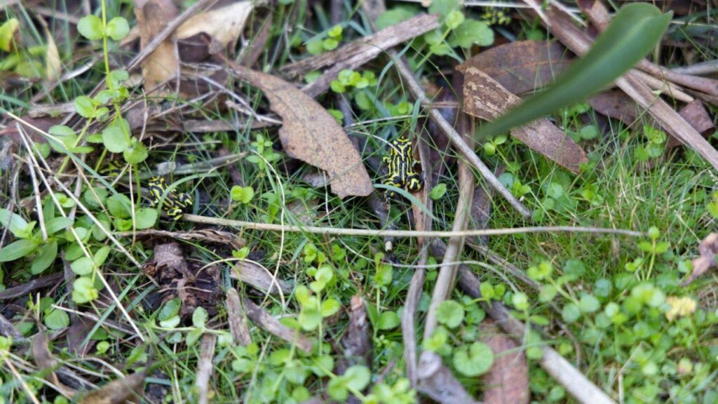Hito en la biología: liberan más de 800 ranas de colores que estuvieron al borde de la desaparición por un hongo mortal que desató el caos