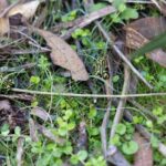 Hito en la biología: liberan más de 800 ranas de colores que estuvieron al borde de la desaparición por un hongo mortal que desató el caos