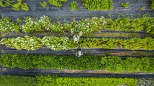 IFOAM defiende la agricultura ecológica en Europa ante el nuevo plan de fertilizantes