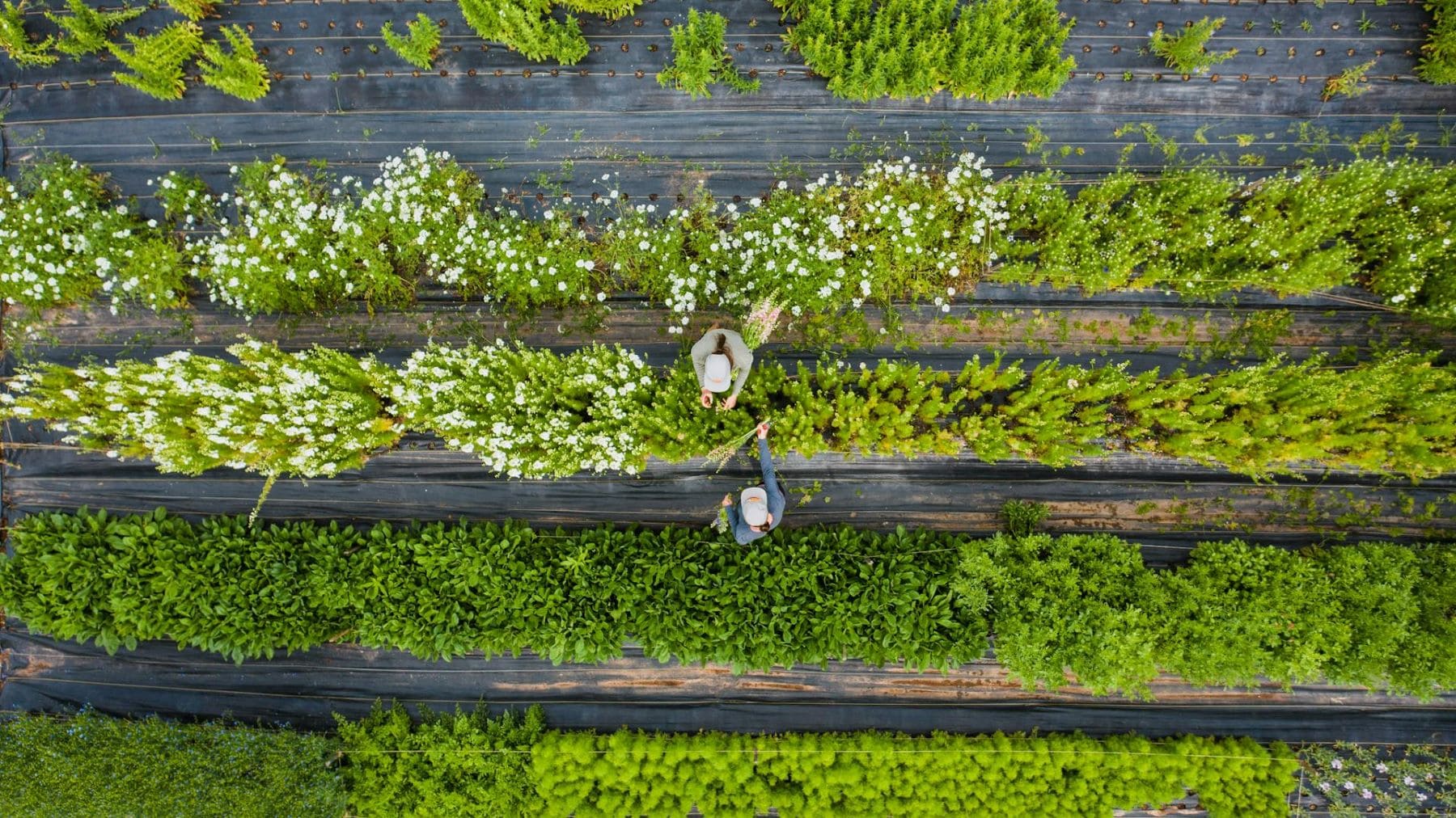 IFOAM defiende la agricultura ecológica en Europa ante el nuevo plan de fertilizantes
