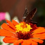 Insectos polinizadores en Barcelona: una antigua cantera se transformará en refugio ecológico