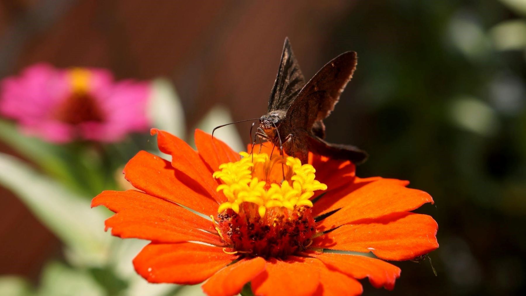 Insectos polinizadores en Barcelona: una antigua cantera se transformará en refugio ecológico