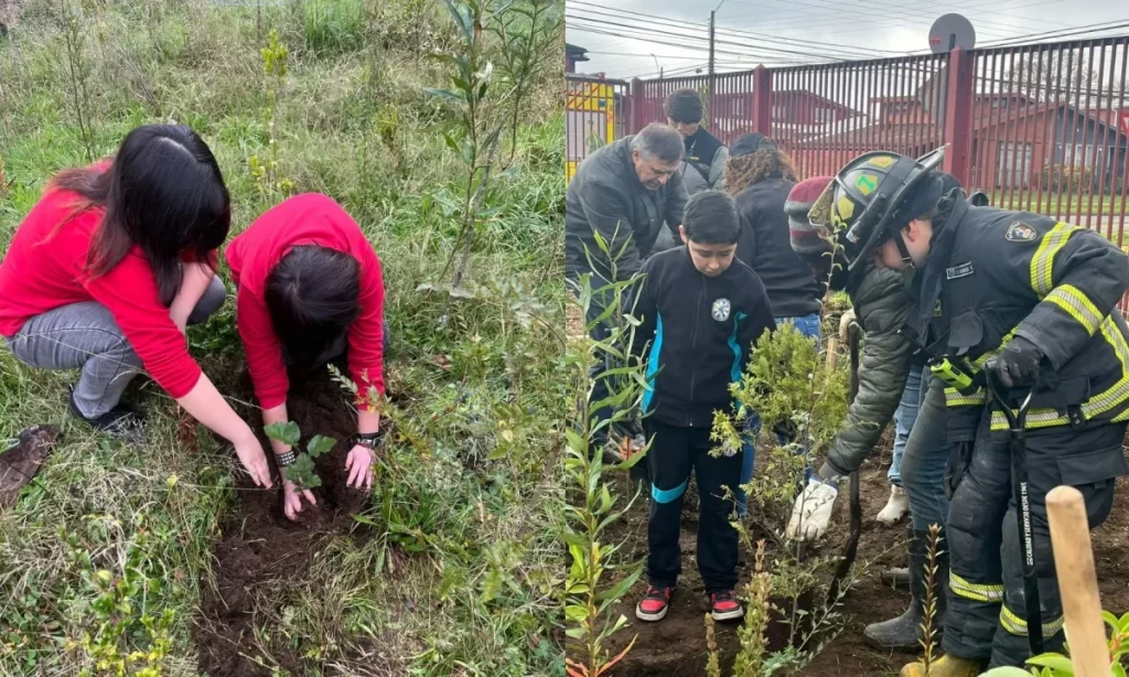 Invitan a osorninos a crear nuevo bosque de bolsillo en escuela local