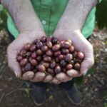 La UE cambia la norma y da un paso de gigantes en la lucha contra la deforestación: a partir de ahora el café será sostenible o no entrará en Europa
