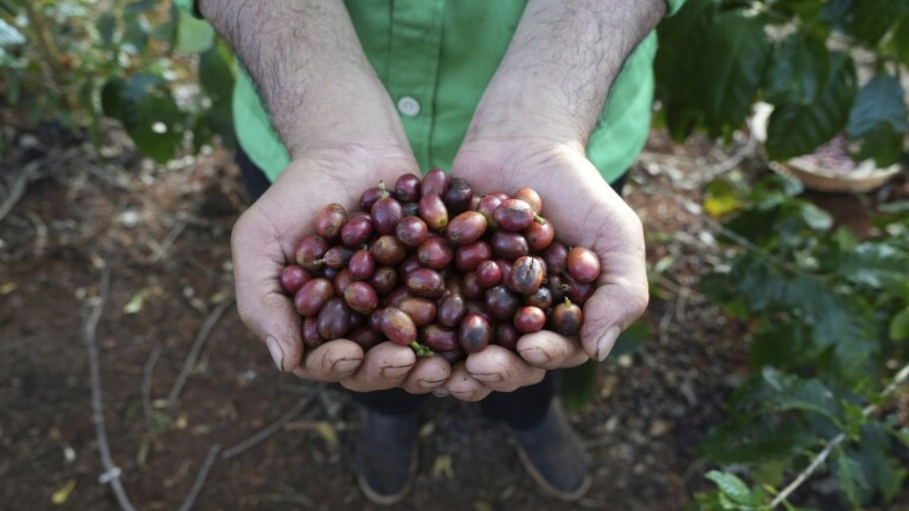 La UE cambia la norma y da un paso de gigantes en la lucha contra la deforestación: a partir de ahora el café será sostenible o no entrará en Europa