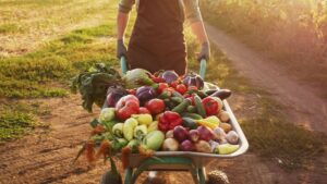 La agricultura ecológica gana fuerza ante la crisis de los fertilizantes sintéticos