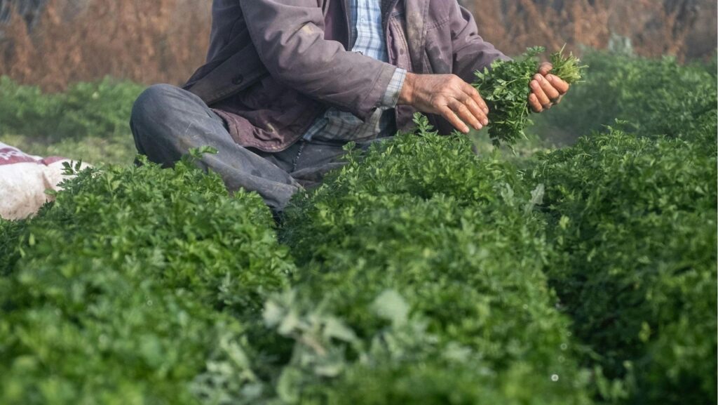 La agroecología demuestra mayor resistencia ante las crisis globales gracias a su menor dependencia fósil