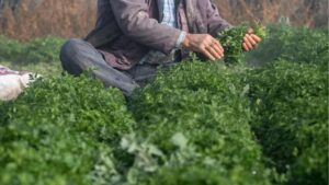 La agroecología demuestra mayor resistencia ante las crisis globales gracias a su menor dependencia fósil