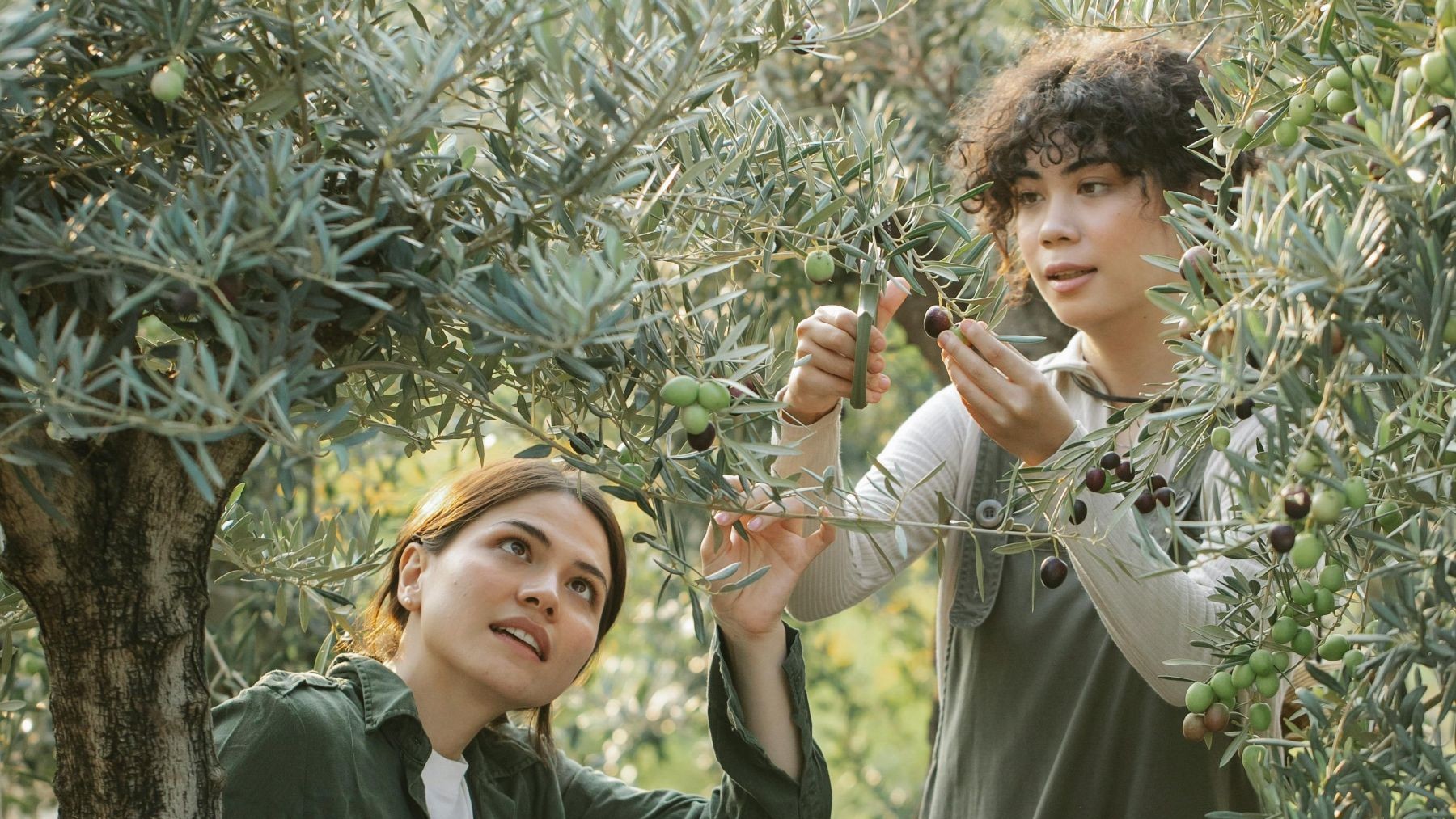 La mitad de los jóvenes agricultores vinculados a sellos de calidad apuesta por la producción ecológica mientras crece el sector ecológico