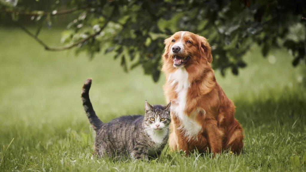 La psicología sugiere que las personas que prefieren vivir con gatos en vez de con perros tienen tendencia a valorar más la independencia y los espacios personales