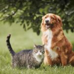 La psicología sugiere que las personas que prefieren vivir con gatos en vez de con perros tienen tendencia a valorar más la independencia y los espacios personales