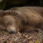 Lo rescataron de una jaula diminuta y vuelve a hibernar tras años sin poder hacerlo: la historia del oso que conmueve a los biólogos