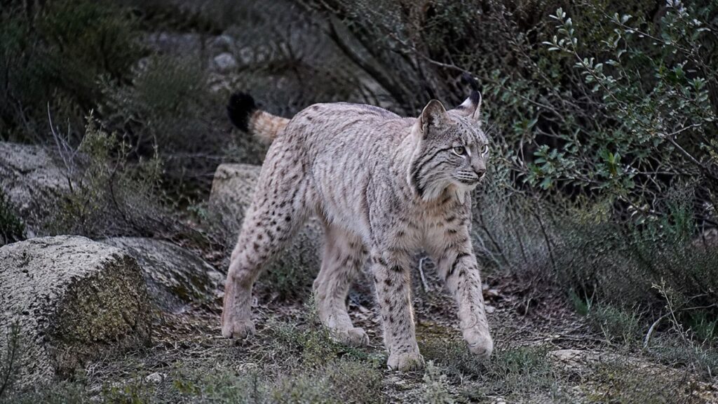 Los científicos no encuentran explicación pero el lince ibérico blanco hallado hace meses en Jaén está cambiando de color y su origen sigue siendo un enigma