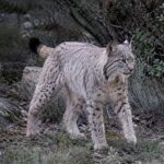 Los científicos no encuentran explicación pero el lince ibérico blanco hallado hace meses en Jaén está cambiando de color y su origen sigue siendo un enigma