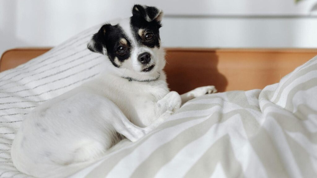 Los expertos en perros coinciden en que no dejarle dormir en tu cama lo está aislando de la familia y le hace sentir excluido
