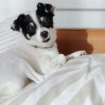Los expertos en perros coinciden en que no dejarle dormir en tu cama lo está aislando de la familia y le hace sentir excluido