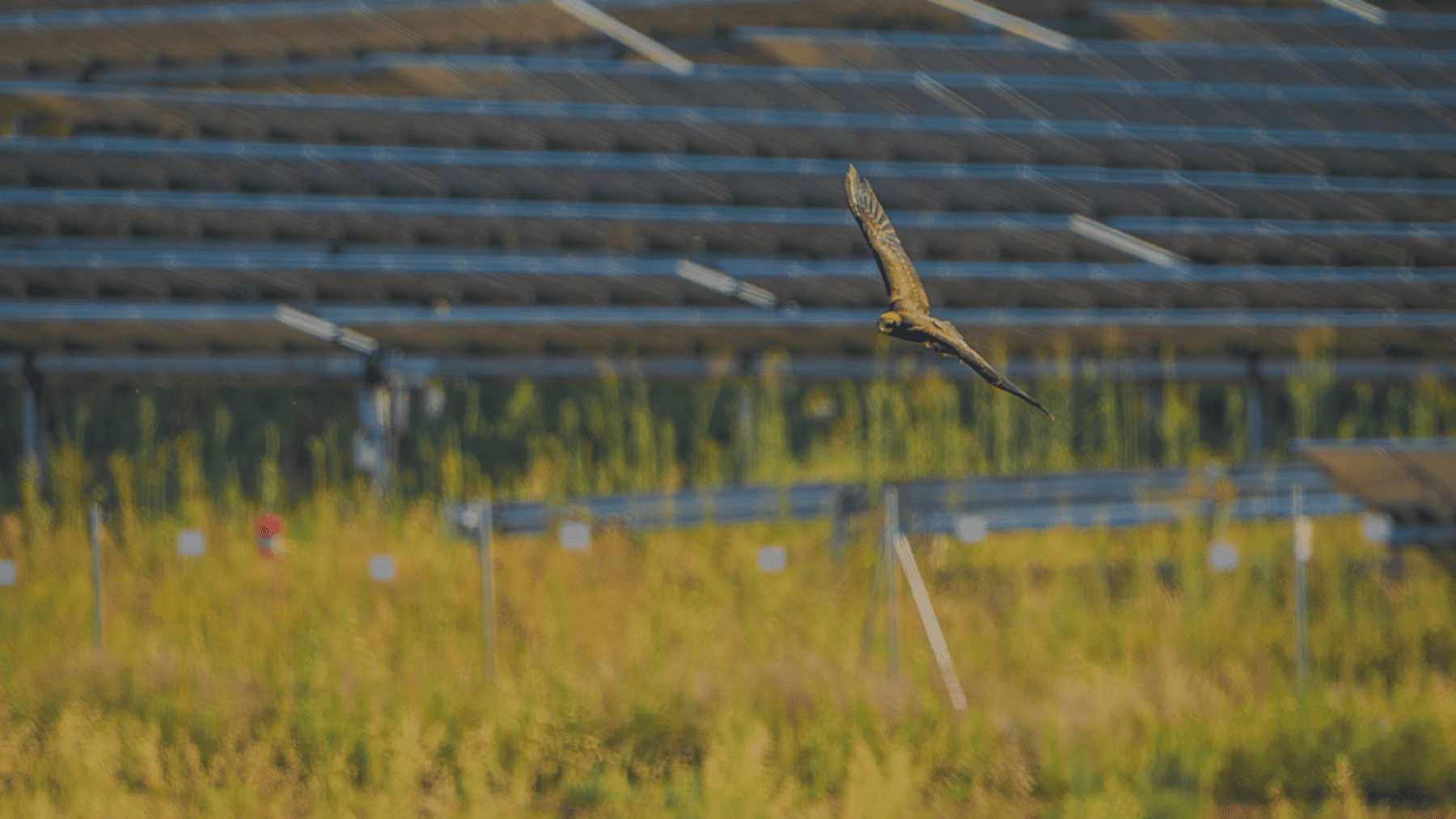 Los parques solares protegen la biodiversidad