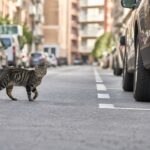 Los veterinarios advierten: cada año que tu gato sale solo a la calle le resta meses de vida sin que lo notes