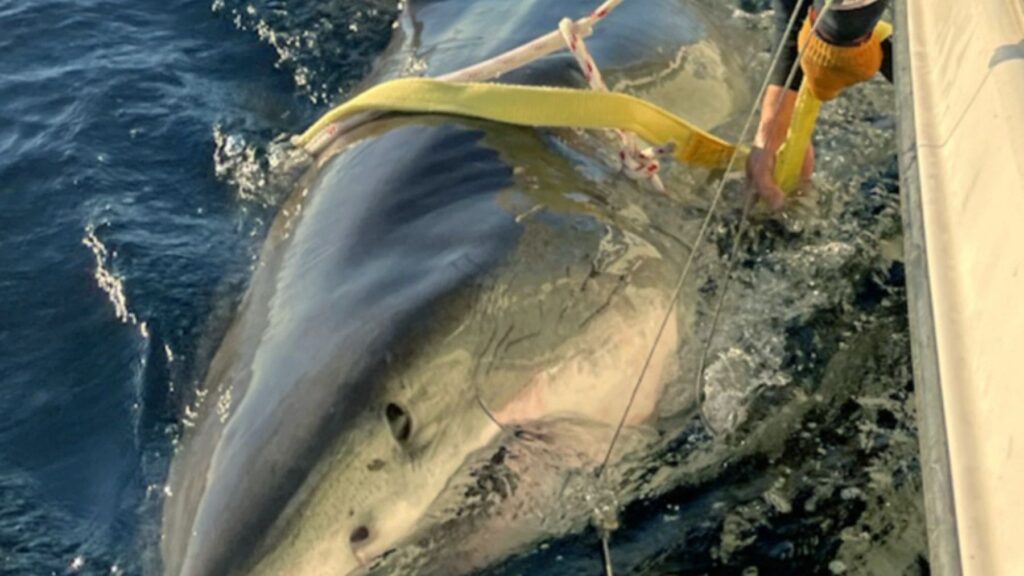 Más de 750 kg y 4,20 metros de longitud, científicos descubren el tiburón blanco macho más grande del mundo en un hallazgo que desafía lo establecido