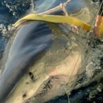 Más de 750 kg y 4,20 metros de longitud, científicos descubren el tiburón blanco macho más grande del mundo en un hallazgo que desafía lo establecido