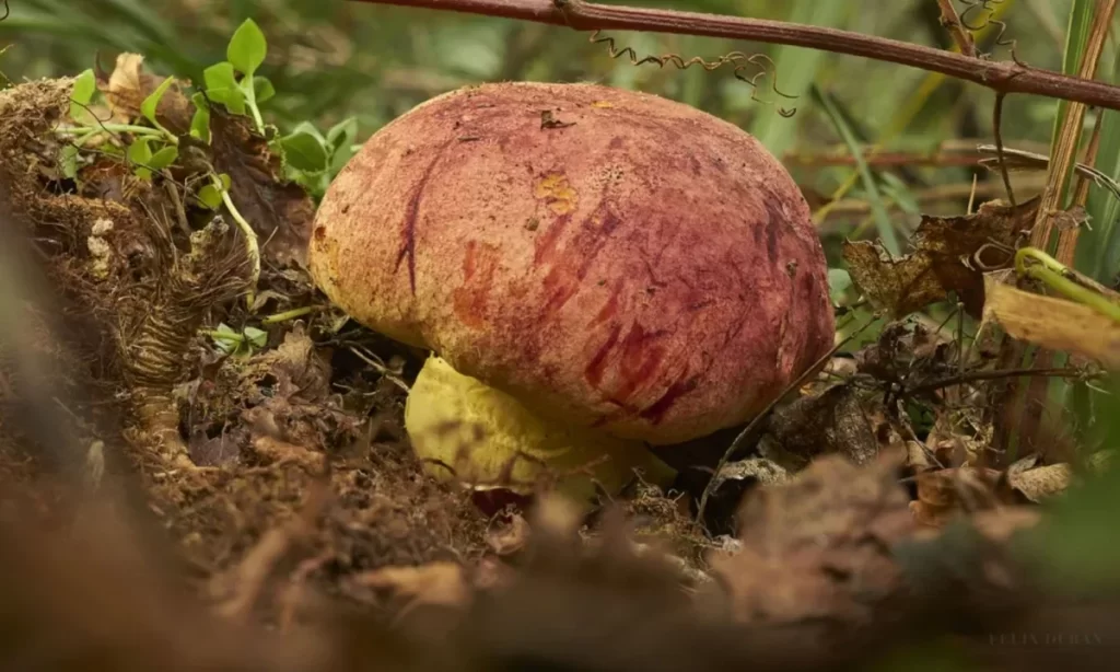 National Geographic apoya iniciativa pionera para salvar a hongo endémico del sur de Chile