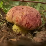 National Geographic apoya iniciativa pionera para salvar a hongo endémico del sur de Chile