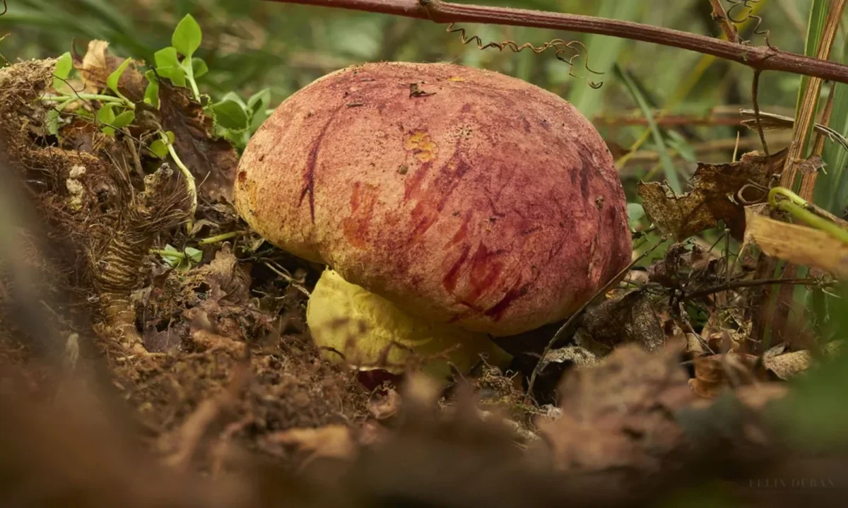 National Geographic apoya iniciativa pionera para salvar a hongo endémico del sur de Chile