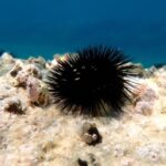Parece un simple erizo de mar pero es una peligrosa especie que está acabando con los bosques submarinos de Mallorca: ya han eliminado casi 6000