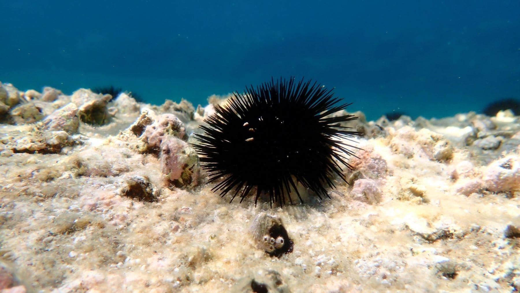 Parece un simple erizo de mar pero es una peligrosa especie que está acabando con los bosques submarinos de Mallorca: ya han eliminado casi 6000