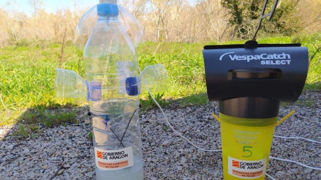 Parece una simple botella de plástico pero Aragón ha confirmado que es la trampa más poderosa y eficaz para acabar con las avispas asiáticas este verano en España