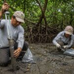 Perú hace historia con un proyecto pionero de carbono azul que va a transformar como nunca antes Los Manglares de Tumbes